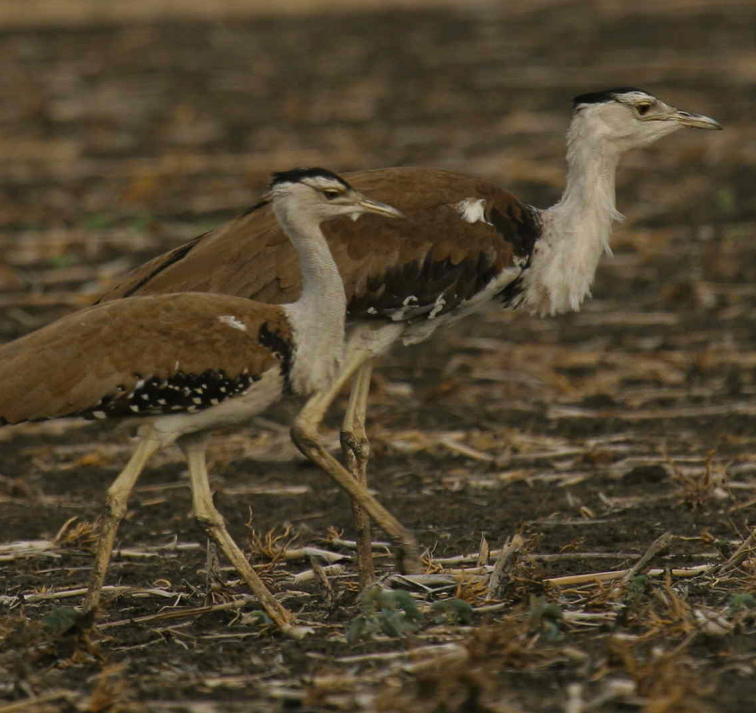 Desert Birding