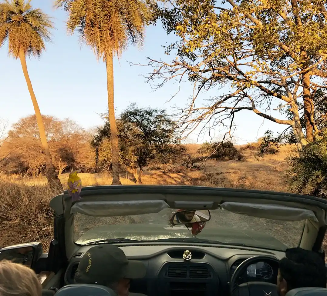 Desert Jungle Safari