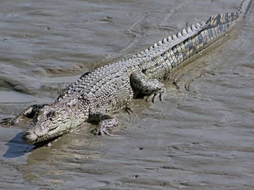 Illustration of a mugger crocodile