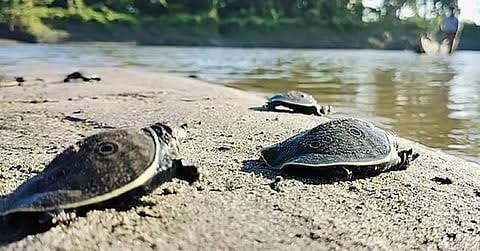 Illustration of a turtle