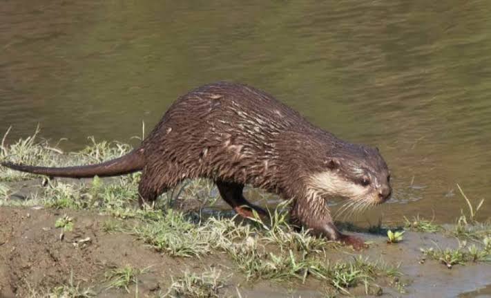 Illustration of a smooth-coated otter