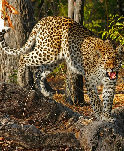 Ranthambore Wildlife