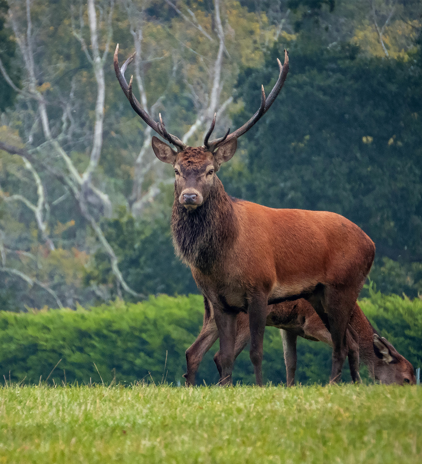Ranthambore Swamp Dear
