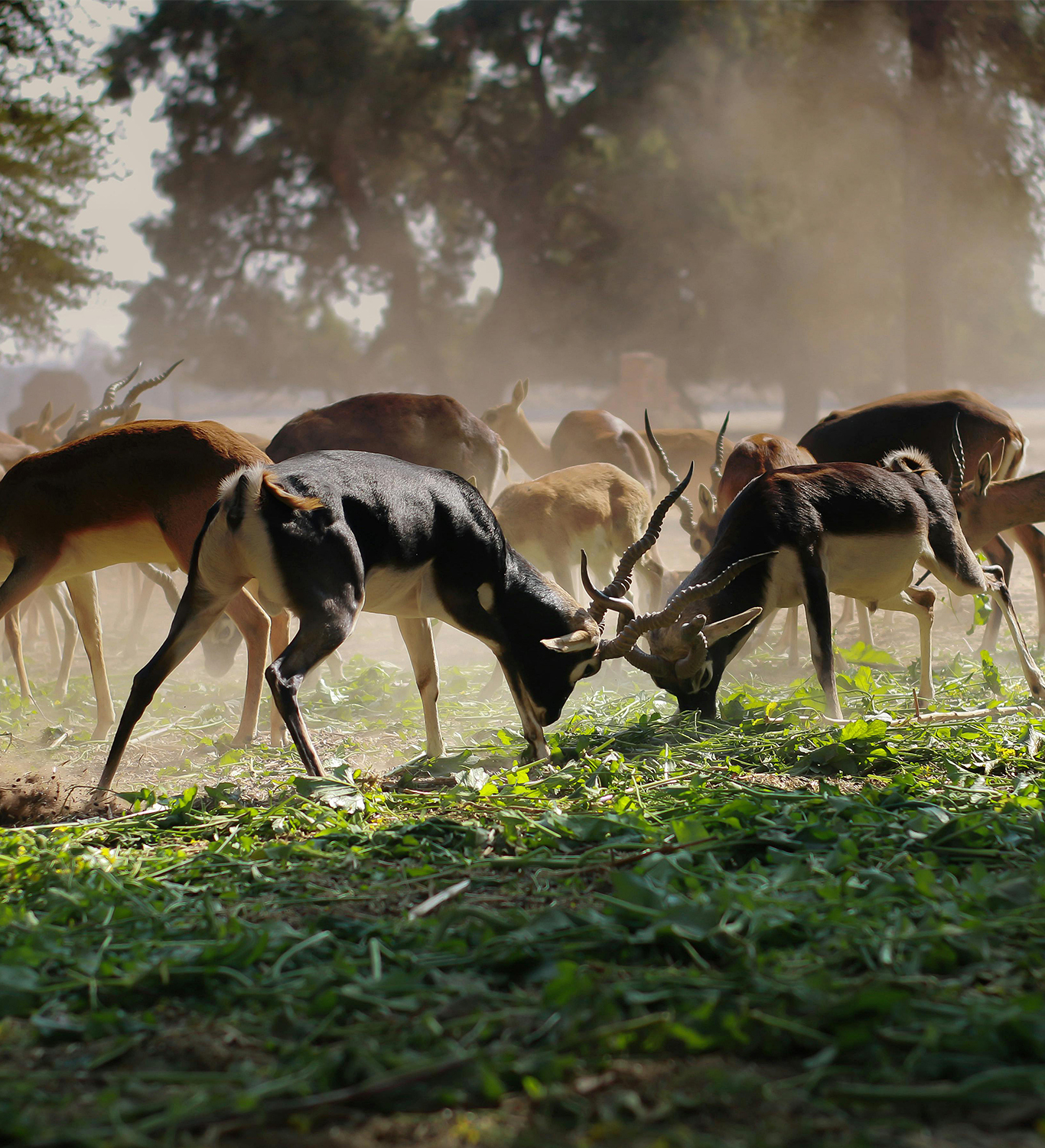 Ranthambore Blackbuck