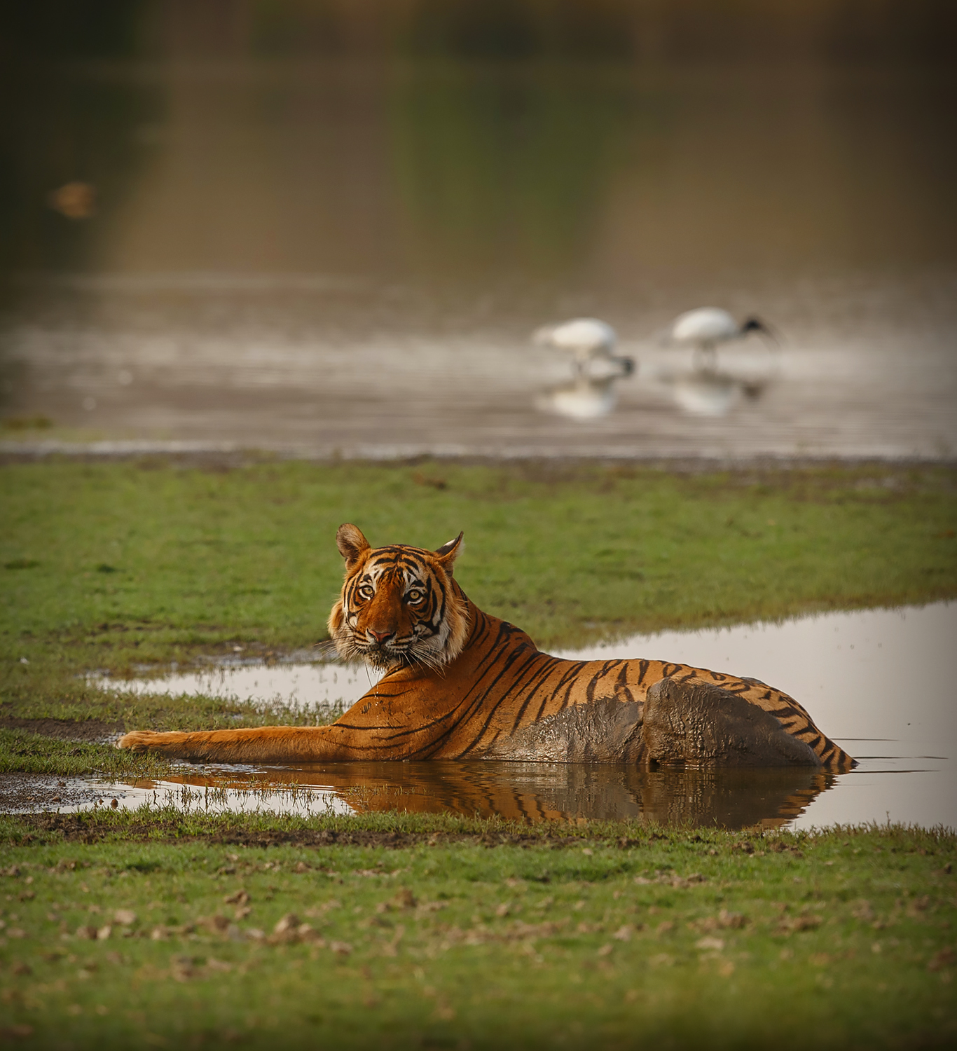 Ranthambore Tiger