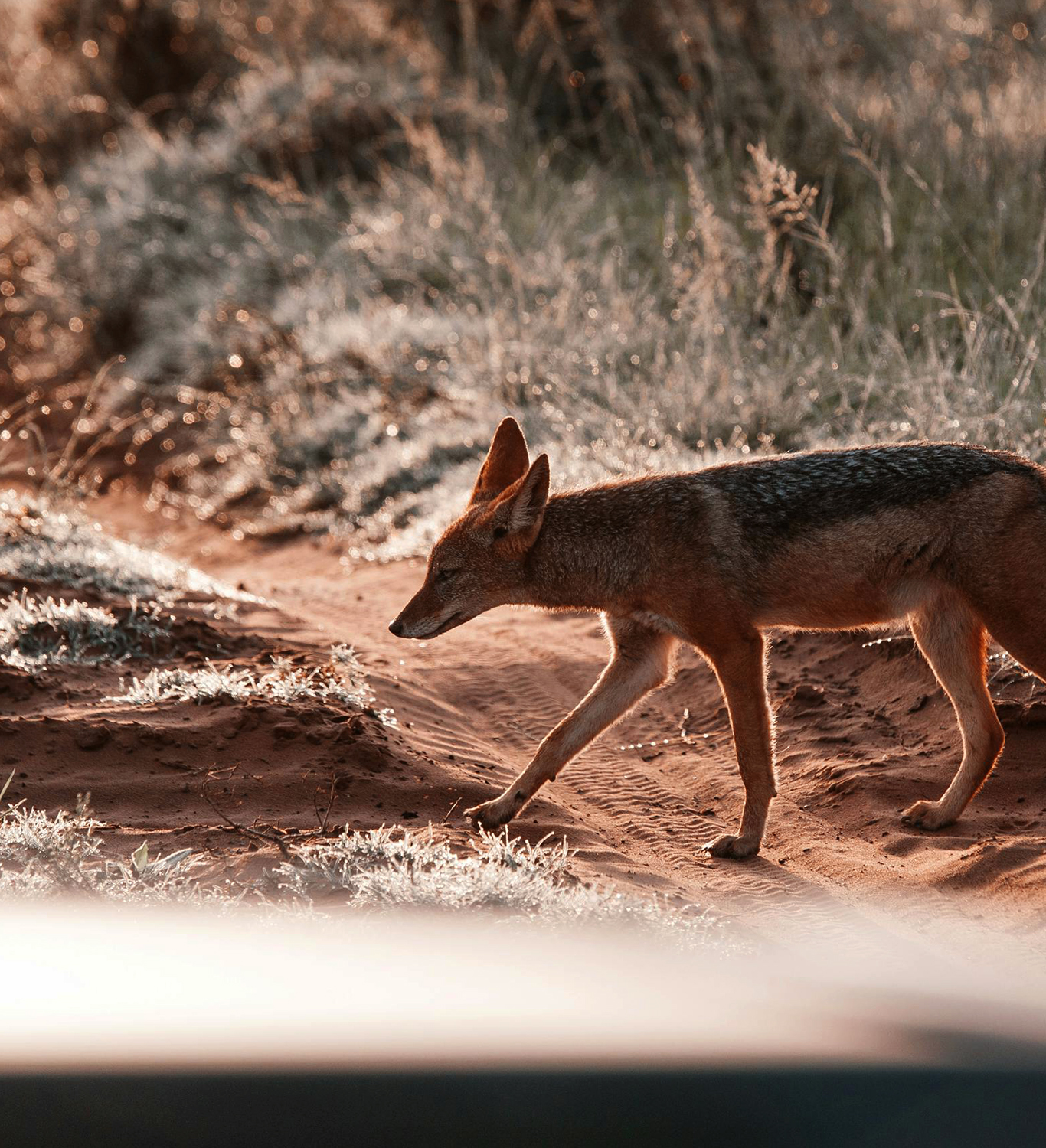 Ranthambore Black Backed Jackal